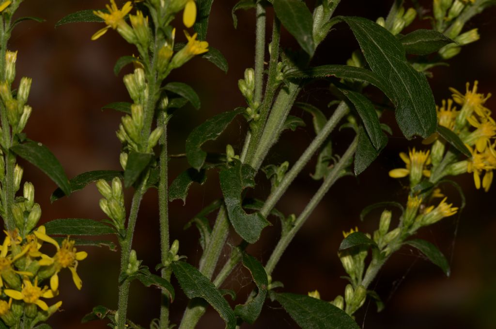 Solidago virgaurea / Verga d''oro comune